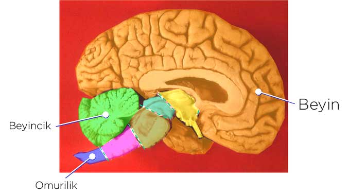 Beyin - Sinir sistemi hastalıkları (Nörolojik Hastalıklar)