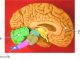 Beyin - Sinir sistemi hastalıkları (Nörolojik Hastalıklar)
